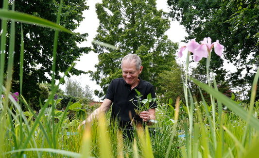 Vuistregels voor vijverplanten