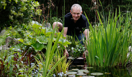 Vijverplanten planten en onderhouden