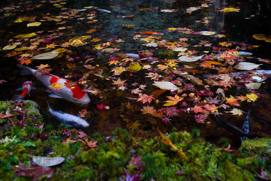 De herfst en uw vijver