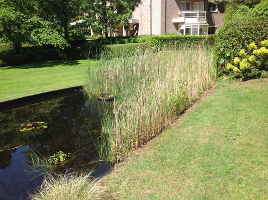 De charme van een natuurvijver