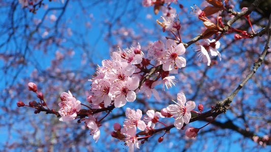De lente en uw vijver