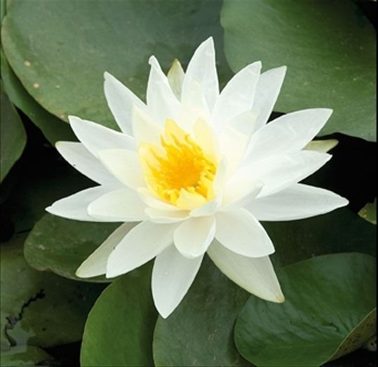Nymphaea moederplant 40cm
