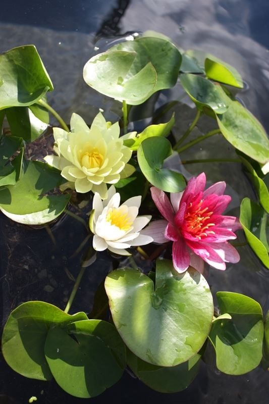 Nymphaea moederplant 40cm