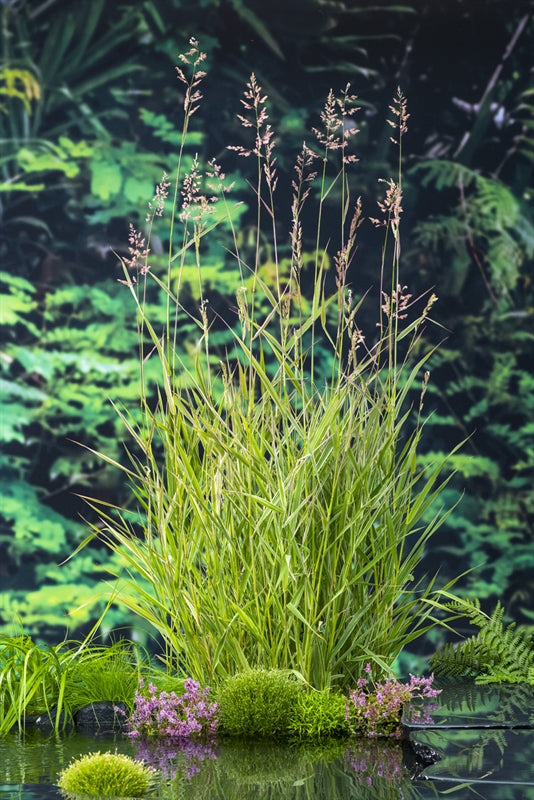 Phragmites australis