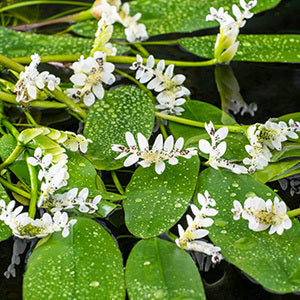 Aponogeton distachyos