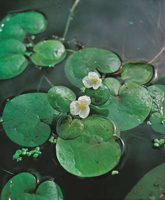 Hydrocharis morsus ranae