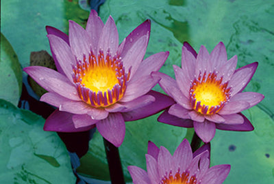 Nymphaea 'King of the blues'