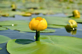 Nuphar Lutea