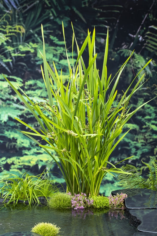 Sparganium erectum