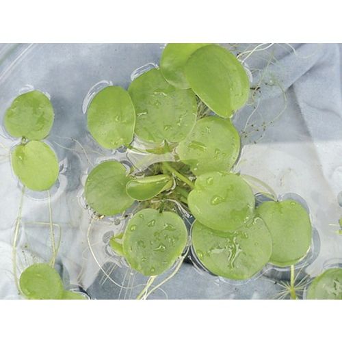 Limnobium spongia beker medium