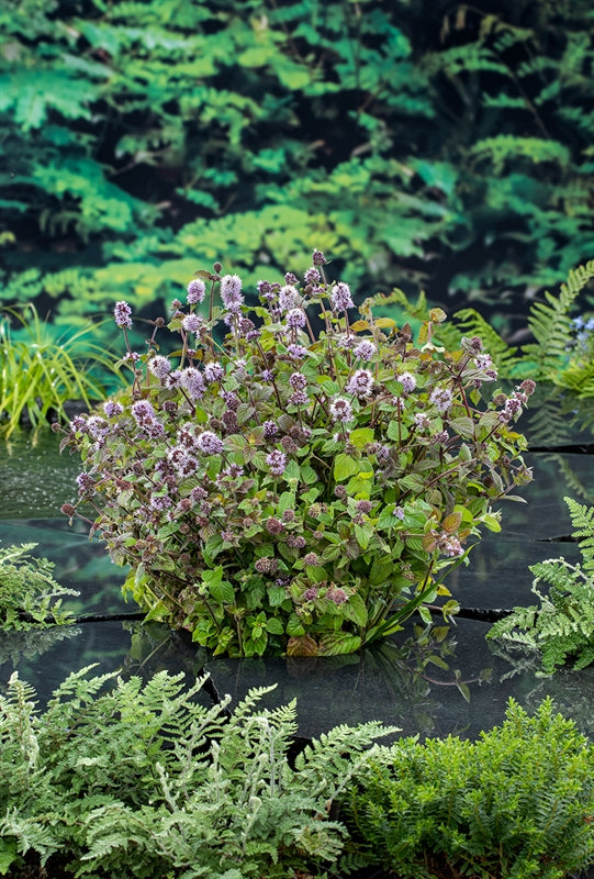 Mentha aquatica