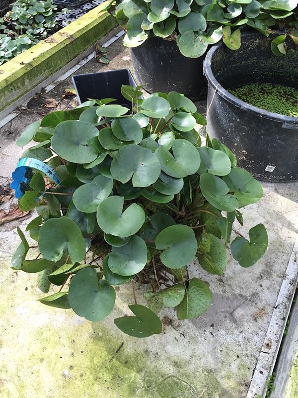 Nymphaea moederplant 40cm