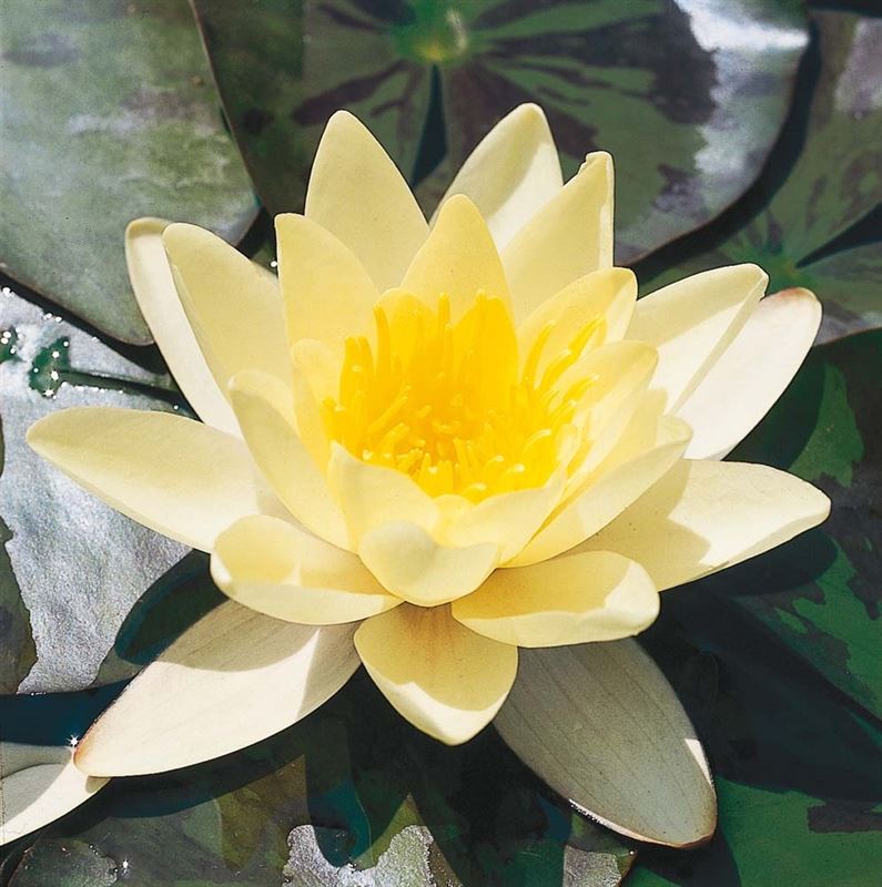 Nymphaea moederplant 40cm