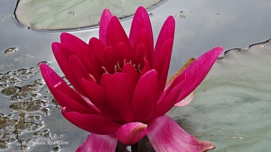 Nymphaea moederplant 40cm