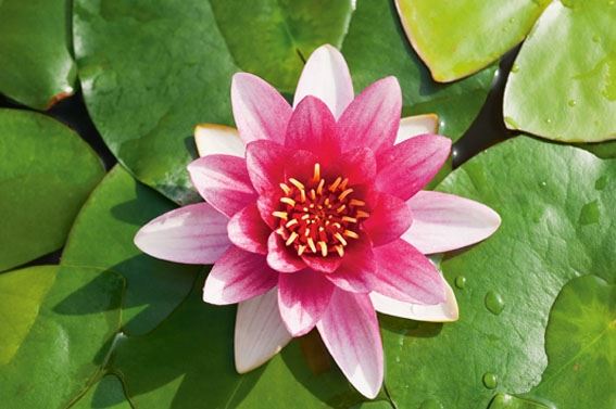 Nymphaea moederplant 40cm