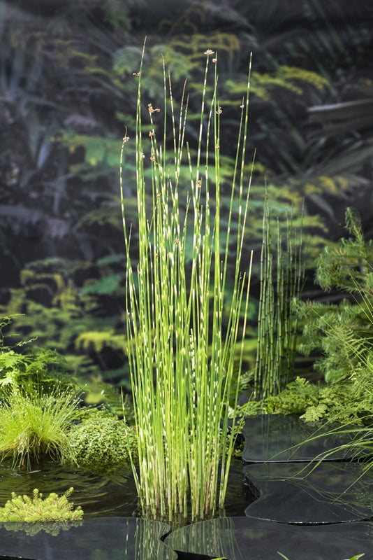 Scirpus "zebrinus"