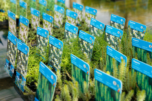 Waarom elke vijver waterplanten nodig heeft