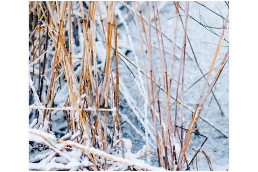 De winter en uw vijver