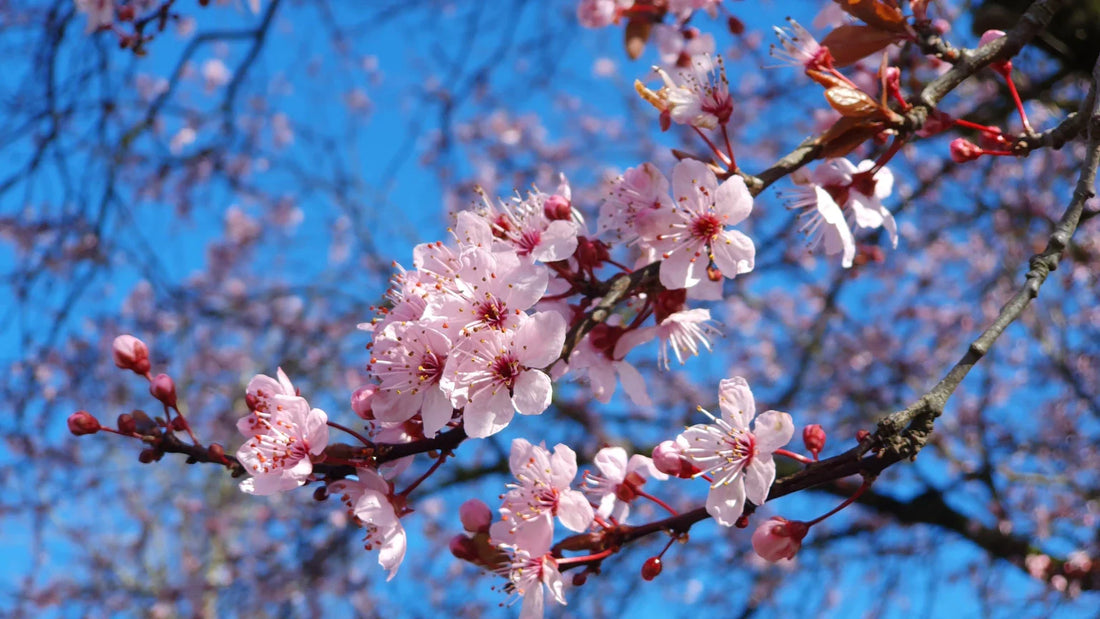 De lente en uw vijver