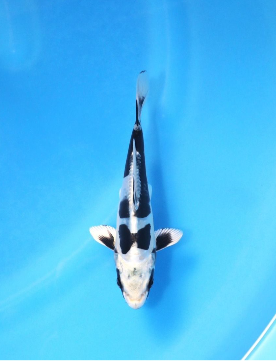 Koi selectie 2026 - Aokiya Koi-farm - Tosai Kikokuryu 20cm