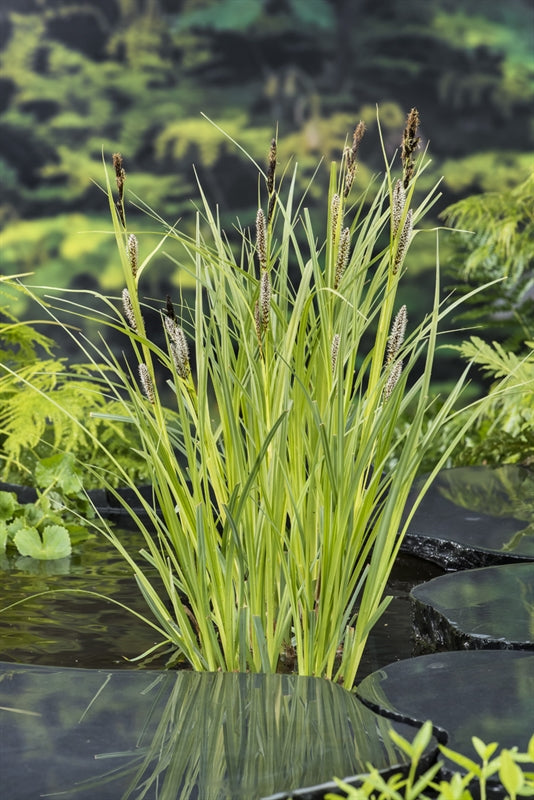 Carex riparia