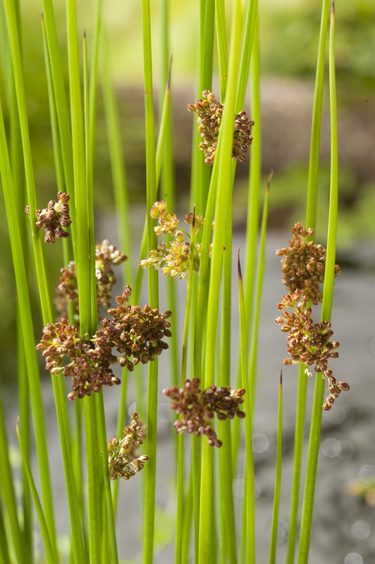 Juncus effusus