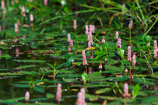 Polygonum amphibium