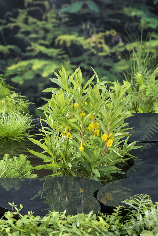 Lysimachia thyrsiflora