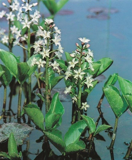 Menyanthes trifoliata