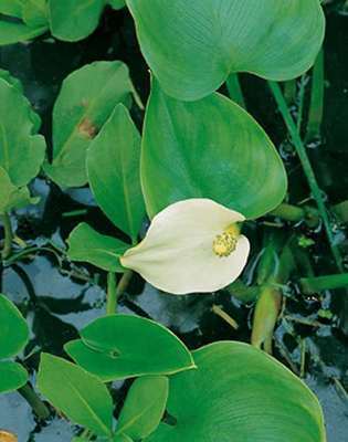 Calla palustris