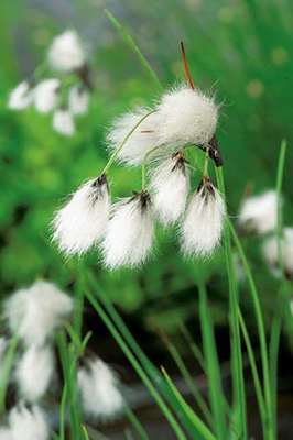 Eriophorum angustifolium