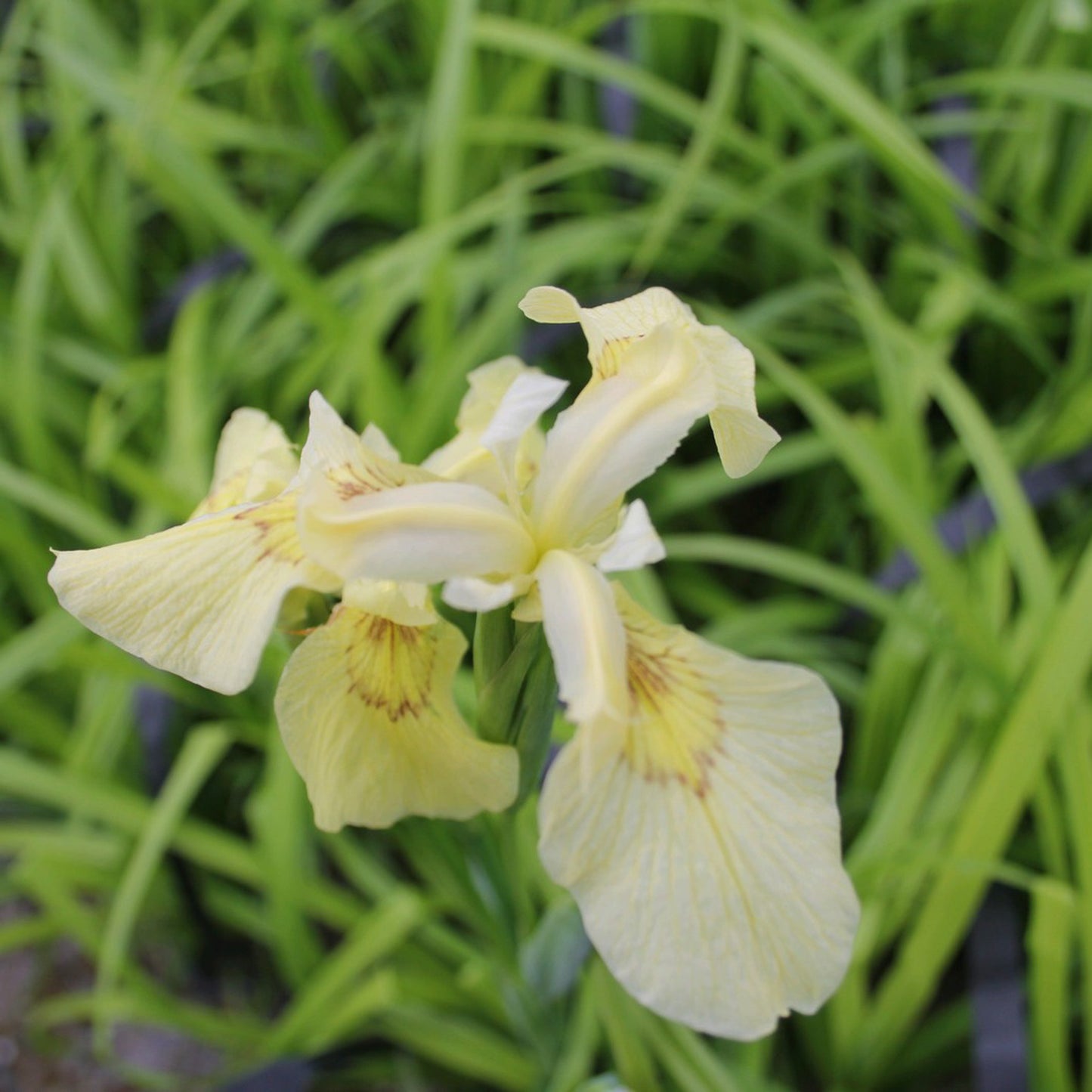 Iris pseudacorus Alba