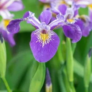 Iris pseudacorus Blue