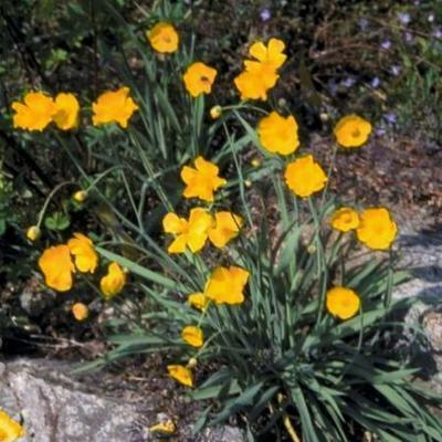 Ranunculus lingua