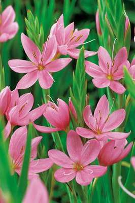 Schizostylis coccinea 'Mrs Hegarty'