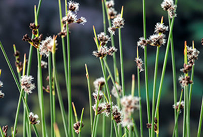 Scirpus lacustris