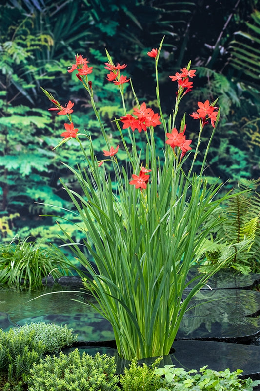 Schizostylis coccinea 'major'