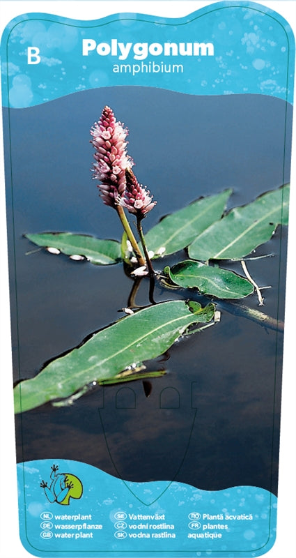 Polygonum amphibium