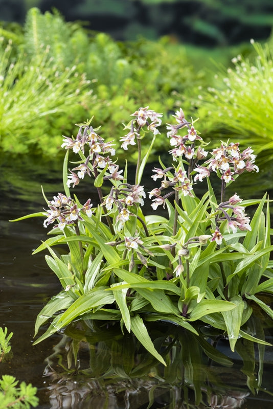 Epipactis Palustris