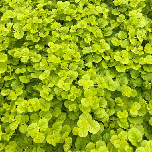 Lysimachia nummularia Aurea