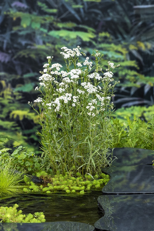 Achillea ptarmica