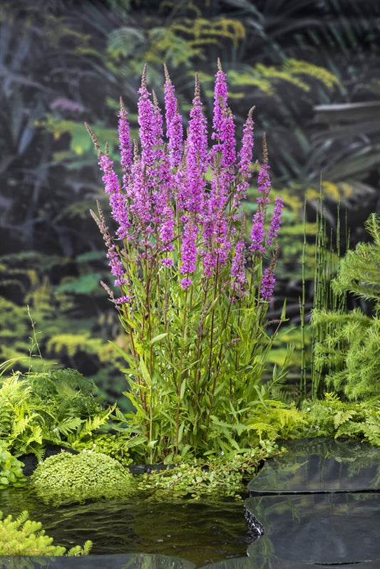 Lythrum salicaria