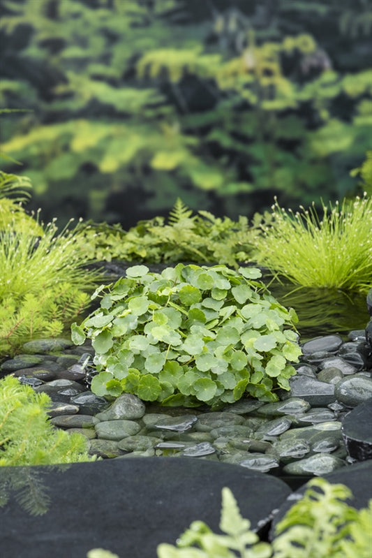 Hydrocotyle vulgaris