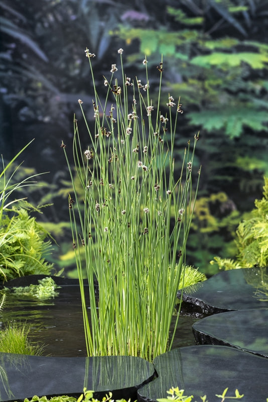 Scirpus lacustris