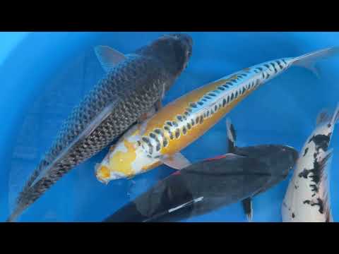 Koi selectie 2026 Aokiya Koi-farm - Nisai Mix 45-48 cm