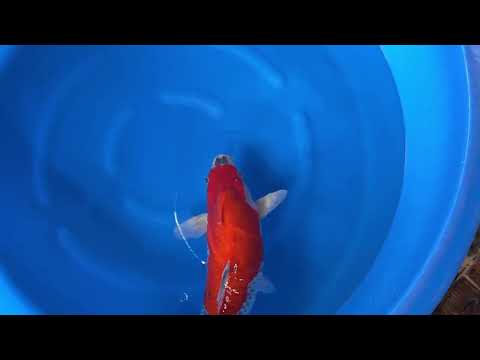 Koi selectie 2026  -  Yagenji koi farm - Sansai - Female Goshiki 60 cm