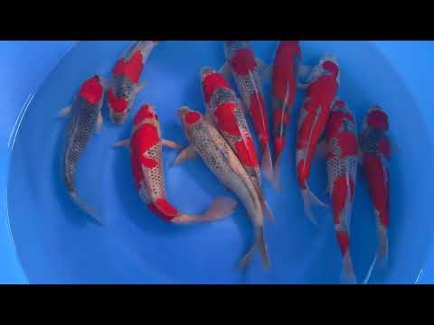 Koi selectie 2026 Aokiya Koi-farm - Nisai Goshiki 35-40 cm