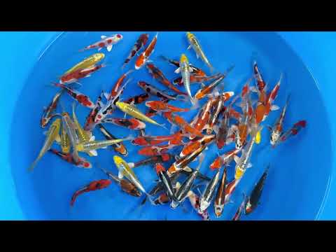 Koi selectie 2026 - Aokiya Koi-farm - Tosai Tateshita Mix - 14-16 cm