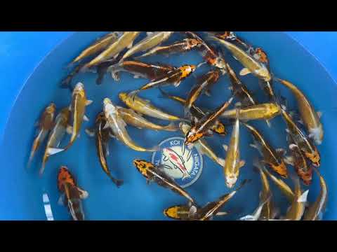 Koi selectie 2026 - Wada Koi Farm  - Tosai Kirin- Mix 17-22 cm
