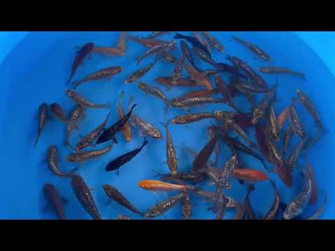 Koi selectie 2026 - Marusen Kobayashi Koi Farm - Dragon Diamond Mix 12-15 cm